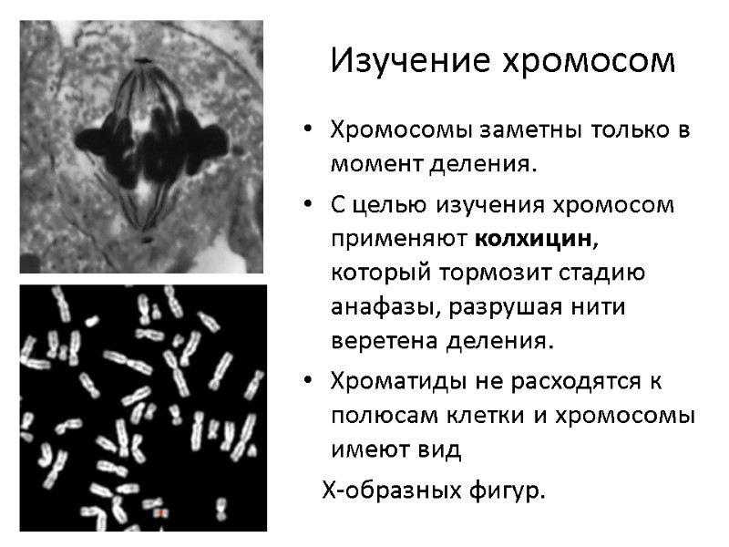 Изучение хромосом Хромосомы заметны только в момент деления. С целью изучения хромосом применяют колхицин,